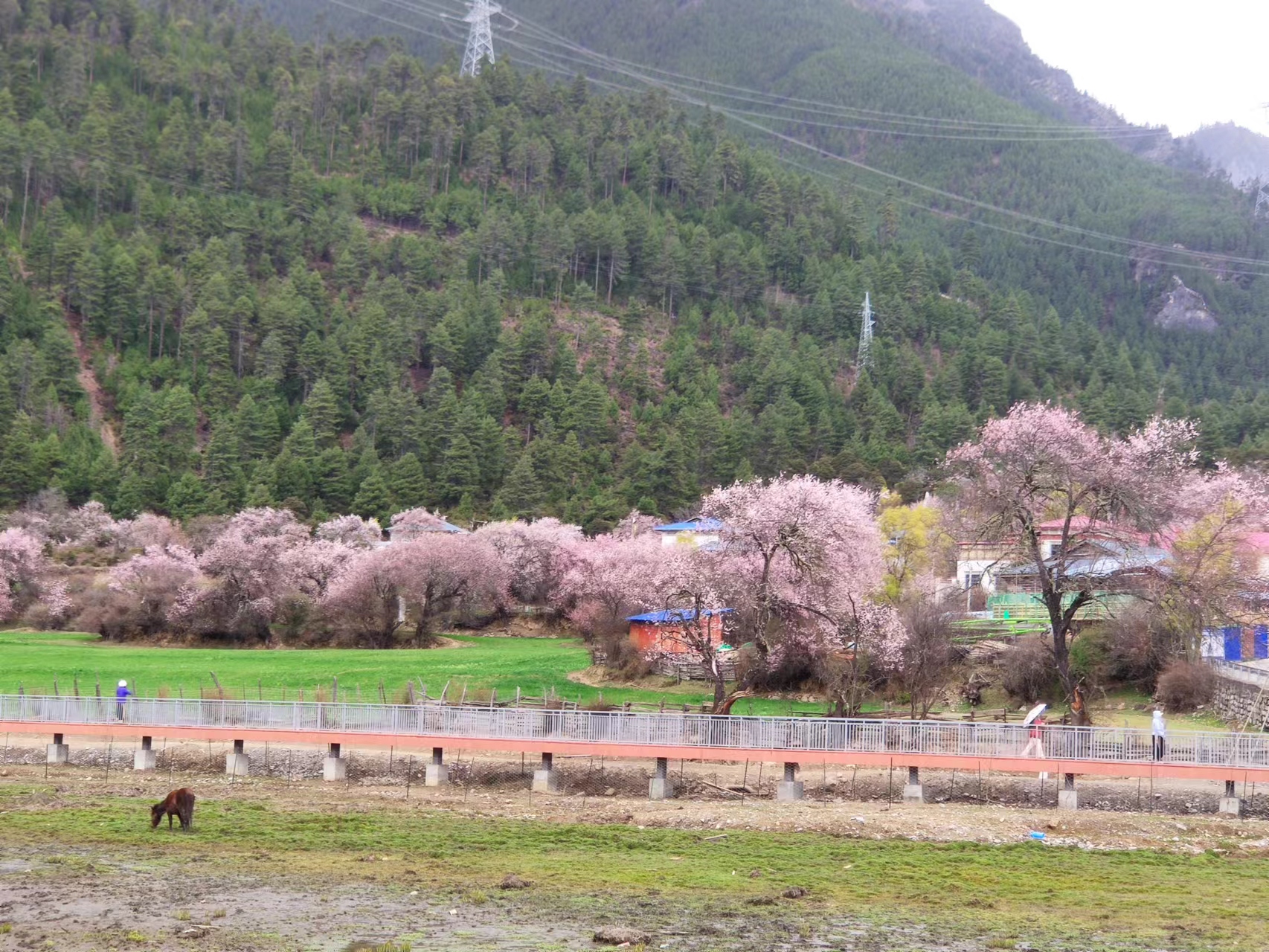 林芝波密桃花溝景區(qū)包車租車游